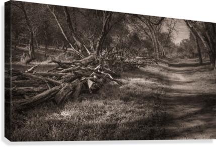 Maintained Trail B&W Canvas Print