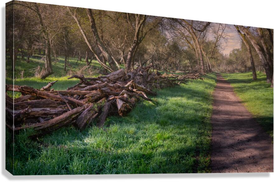 Maintained Trail Canvas Print