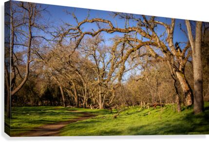 Wicked Branches Canvas Print