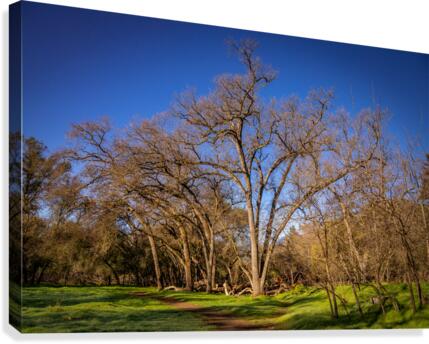 Bending Oaks Canvas Print