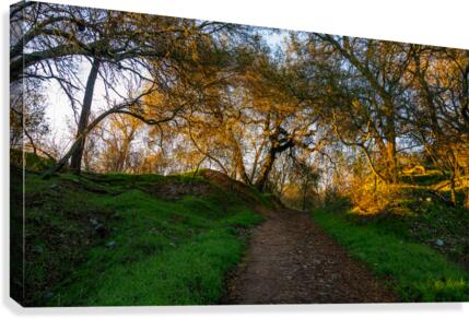 Up the Trail Canvas Print