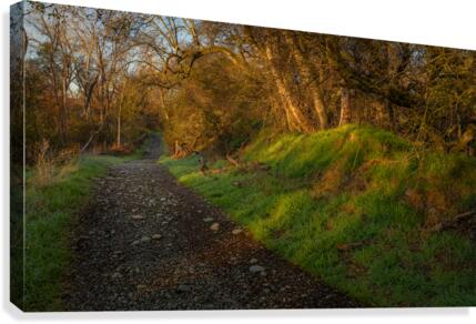 Morning Walk Canvas Print