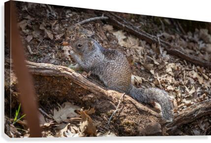 Burney Squirrel Canvas Print