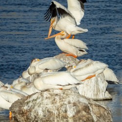 Dominant Pelican