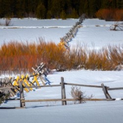 Snow Covered Meadow Squaw Valley