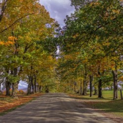 Tree Lined Road