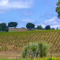 Vinyard and Italian Cypress