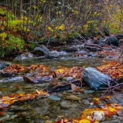 Fall Stream 