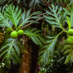 Breadfruit for Two