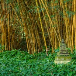 Buddha and the Bamboo Garden