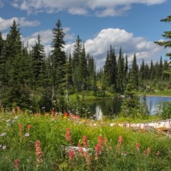 Meadows In The Sky 3