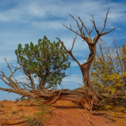 A Twist - Ghost Ranch