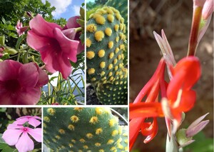 Plants