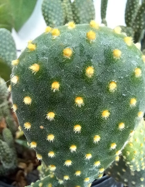 CACTUS3 Print