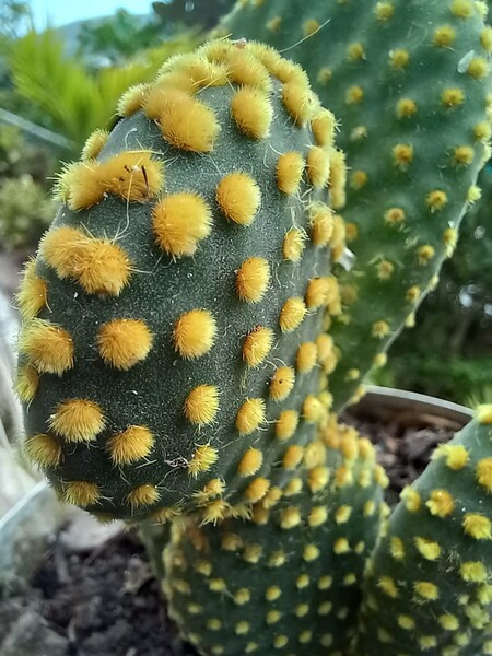Cactus lovers Print
