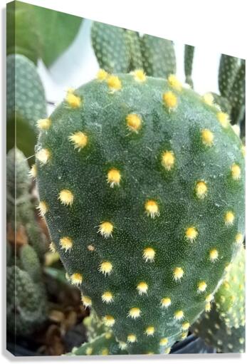 CACTUS3 Canvas Print