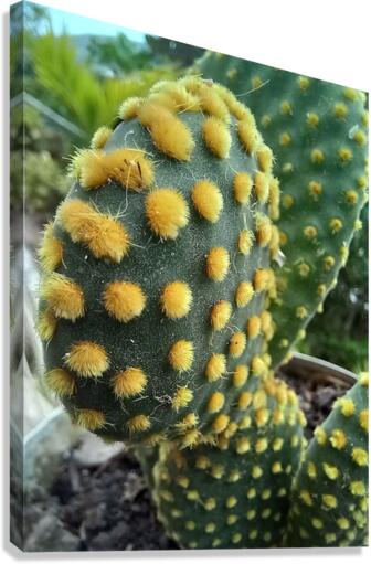 Cactus lovers Canvas Print