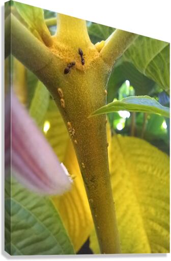 Antz world Canvas Print