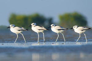 Crab Plovers