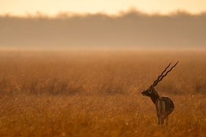 Black Buck
