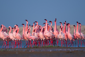 Lesser Flamingos 1