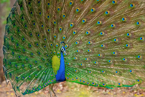 Indian Peafowl