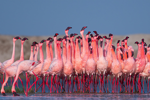 Lesser Flamingos 3