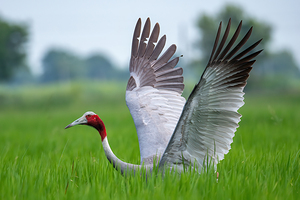 Sarus Crane 1