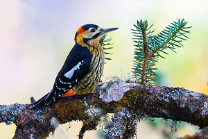 Darjeeling Woodpecker