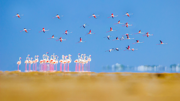 Land of Flamingos Print