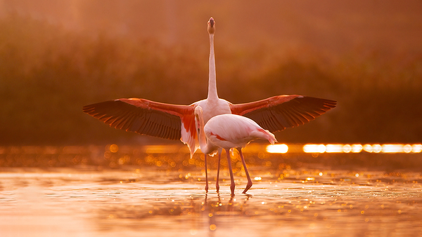 Greater Flamingos 2 Print