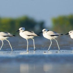 Crab Plovers