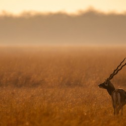 Black Buck