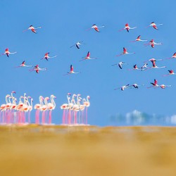 Land of Flamingos