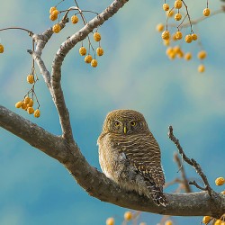 Asian Barred Owlet