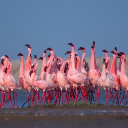 Lesser Flamingos 1