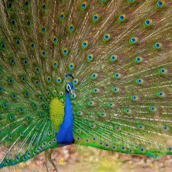 Indian Peafowl