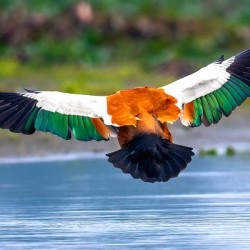 Ruddy Shelduck
