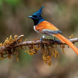 Paradise Flycatcher 2