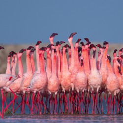 Lesser Flamingos 3