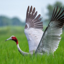 Sarus Crane 1