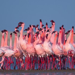 Lesser Flamingos 2