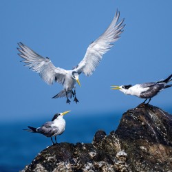 Crested Terns