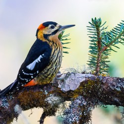 Darjeeling Woodpecker