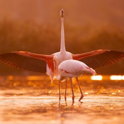 Greater Flamingos 2