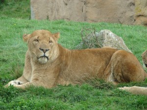 The Queen by Taara Petts