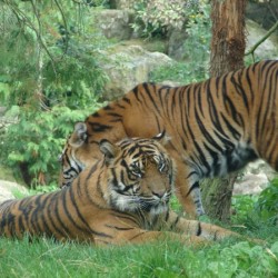 Tigers