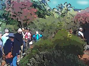 California Fall Garden Excursion