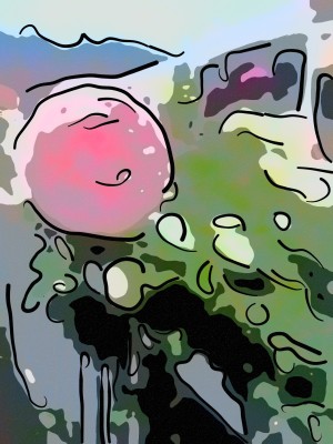 Pink Rose Garden on Braddock Drive