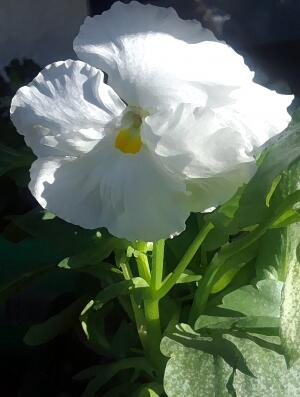 White Pansy II